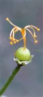  Pistil
